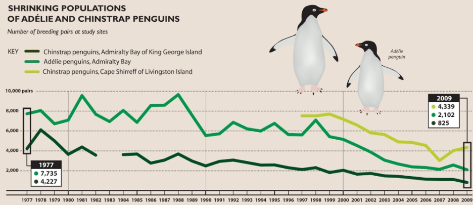 Penguin Population Decline Graph